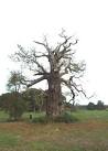 SJ8009 : Veteran tree - via Daymix