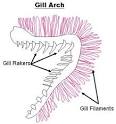 ODFW Marine Sport Fish IDODFW Marine Sport Fish Identification Key ...