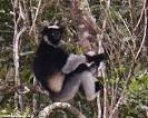 Indri indri indri - Indri lemur