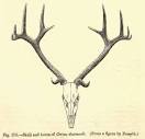 File:2. antlers duvaceli.png - Wikimedia Commons