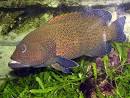 Peacock Rockcod (Cephalopholis argus)