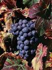 Gamay Grape