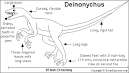 Deinonychus- Enchanted Learning Software