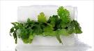 Why Cilantro Tastes Like Soap, for Some - NYTimes.