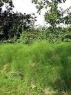 Field Horsetail (Equisetum arvense) - via Daymix