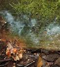 of a plasmodium: a mass of - via Daymix