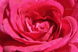 Uma terna e simples flor by ~Lola-Rosas-23 on deviantART - uma_terna_e_simples_flor_by_lola_rosas_23-d3gbd3p