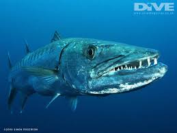 http://t2.gstatic.com/images?q=tbn:ANd9GcSaz8HuOU1lZp9AUZdE93IIPVXic_nPP45zAZjHqNd5GatWjj0&t=1&usg=__R4fjqj40_yJ5n9q7pyOptG2fWZA=