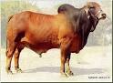 http://www.embryoplus.com/images/brahman/bulls/brahman_bull_tarzan.jpg