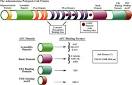 The <b>Adenomatous Polyposis Coli</b>