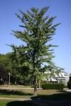 Medicinal Plants-
