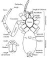 opistosoma pronunciation