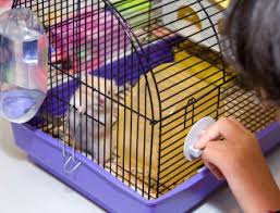 Image of hamster cage.