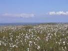 SW4737 : Cotton grass on - via Daymix
