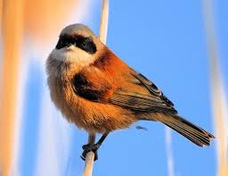 images?qtbnANd9GcSbg0FcOJFM Wmi74j2nLRt8od tX BZKaXTH1svps wh0gRmX 