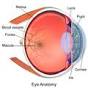 fovea pronunciation