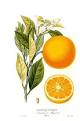 <b>Citrus sinensis</b> Sweet Orange