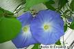 Morning Glory
