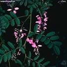 Indigofera australis - Growing Native Plants