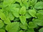 Lemon Balm for cold sore control « EverythingNicki