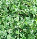 Beans - Growing Tips and Health Benefits