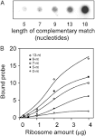 Biochemical and functional analysis of a 9-nt RNA sequence that ... 