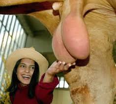 Pilt