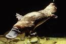 PLATYPUS Pictures