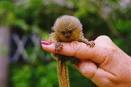 Small as your finger but they are not insects but monkeys