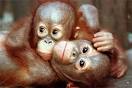 Entering the conversation animal Rights