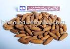 Afghanistan Chilgoza Pine nut products,China Afghanistan Chilgoza ...