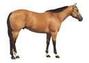 Horse Breeds   Horse Information
