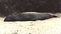 white river monster