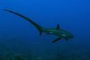 Animal A Day!: Thresher Shark