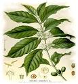 Growing Coffea Arabica at Home from Seed