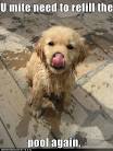 Clotilde cute puppy pictures - Funnypicturesimages.com - images ...