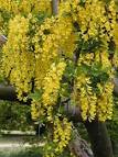 <b>Laburnum</b> | British Columbia Drug and Poison Information Centre (BC