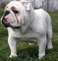 English Bulldog Information and Pictures