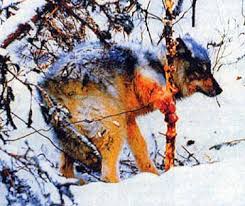 Les loups martyres de la tradition en Idaho Images?q=tbn:ANd9GcSdCoYT5dF54QPMh0zfRI0zcjcpMa16b8lfDakppcuKz12IstWeEg