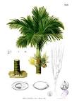 File:<b>Areca</b> catechu