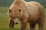 Alaska Bear Viewing Tours