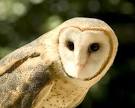 Minookapedia   Barn Owl Research Paper