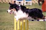 Welcome to Dog Sports Northwest