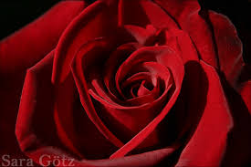 Rote Samt Rose - Bild \u0026amp; Foto von Sara Götz aus Rosen - Fotografie ...