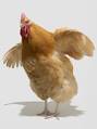 Americans overwhelmingly prefer white chicken meat What happens