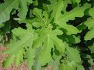 Fig - Leaf