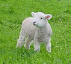 Lamb in Pasture