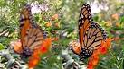 Unbelievable LYTRO CAMERA makes blurry pictures a thing of the ...