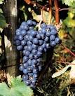 Dolcetto, the Lovesick Grape : Inside IWM