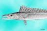 Cook Islands Biodiversity : Database Species Listing